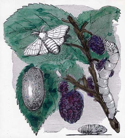 silk worm life cycle